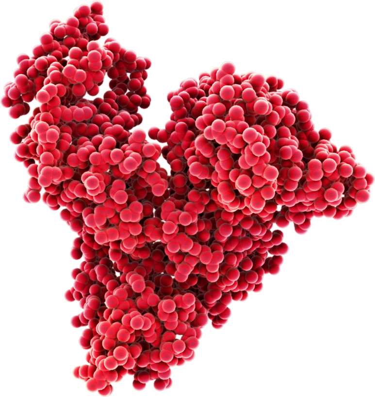 Molecular structure of human serum albumin. Albumin is a simple, highly charged, low immunogenic polypeptide of nearly 70kDa comprising two thirds alpha-helix and 17 disulphide bonds.p Consequently, albumin is highly stable and very soluble; albumin can be concentrated to over 250g", /L and is stable at this high concentration for many years. Driven by its ability to bind a range of "ligands including metTal ions, hormones, bilirubin, haemin and a range of hydrophobic moleculexs including fatt":y acids and drugs, "Aalbumin -is considered the natural drug carrier (Sleep, Albumin and its application in drug delivery, Expert Opinion in Drug Delivery;12(5):793-812).